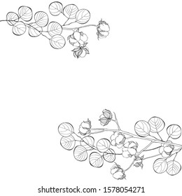 Floral vector background with cotton branch,  eucalyptus and place for text on white. Invitation, greeting card or an element for your design.  Line art.