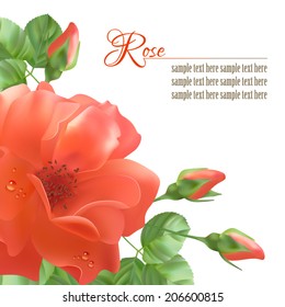 Floral vector background with a red flower (rose), leaves, dewdrops