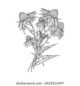 Floral vector composition of echinacea flowers. Vintage botanical pencil illustrations on an isolated background on the theme of beauty and health.