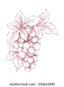 Floral vector decoration - grapes