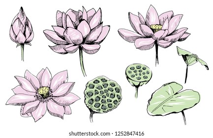 Floral vector elements for design. Lotus flowers.