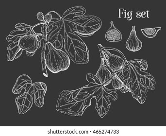 floral vector engraving set with fig