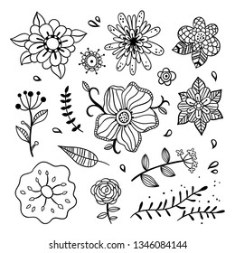 Floral vector graphics. Flowers, blossoms, botanical elements on white background