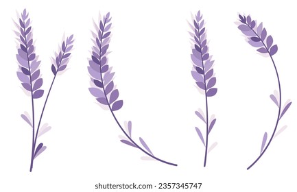 Ilustración vectorial floral. Pizarras de lavanda mullidas de color púrpura monocromo. 