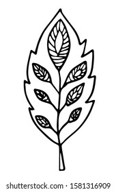 Floral vector illustration. Hand drawing leaf on white background. Line art doodles. 