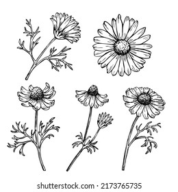 Floral vector illustration, hand drawn chamomiles isolated on white background. 