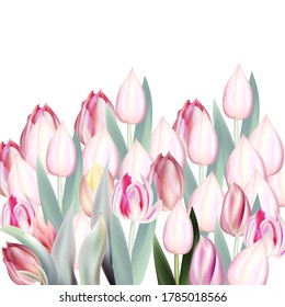 Floral vector illustration, vector pink tulips on white background