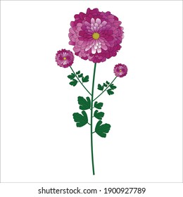 Floral vector illustration. Sebati floral vector. The botany floral art. The garden vectors. Fresh winter flowers. Chrysanthemum flowers.