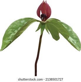 Floral Vector Image Of A Prairie Trillium Woodland Wildflower 