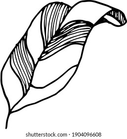 floral vector isolated compositions on postcards and stickers. decorations for greeting cards, invitations, banners, flyers.leaves, herbs