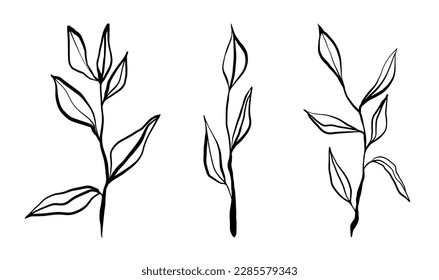 Floral vector minimalistic simple line art elegant decoration hand drawn foe wedding invitations illustration. foliage drawing branch