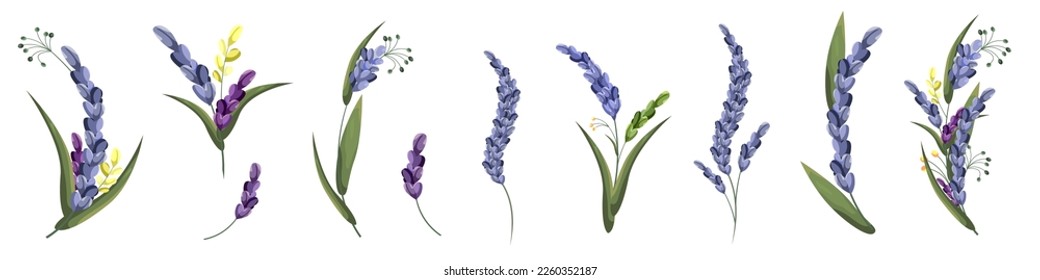 Floral vector set. Lovely delicate lavender sprigs with leaves. Flowers on white background 
