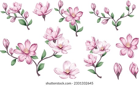 Floral vector set of pink magnolia. Flowers, buds and branches on white background. 