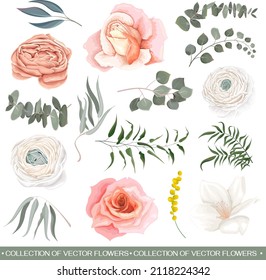 Blumenvektorsatz. rosafarbene Rosen, weißer Ranunculus, weiße Magnolien, Eukalyptus, grüne Pflanzen und Blumen auf weißem Hintergrund