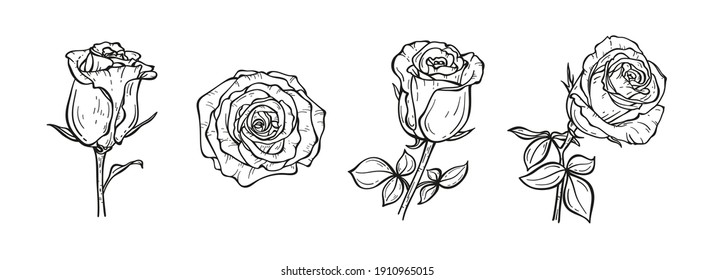 Floral Vector Set of Roses. Hand drawn Sketch Rose Flower Buds. Summer Garden Flowers