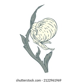 Floral vintage element. Enchanted Vintage Flowers.  Arts and Crafts movement inspired. Vector design element. Isolated on white.
