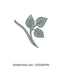 Floral vintage element. Enchanted Vintage Flowers.  Arts and Crafts movement inspired. Vector design element. Isolated on white.