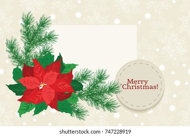Floral vintage invitation card in poinsettia, Christmas tree twigs. Winter background. Greeting card template. Design artwork for the poster, wedding invitation. Place for text.