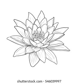 Floral Water Lily for design, Vector illustration