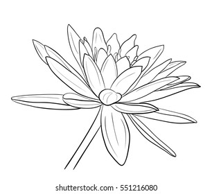 Floral Water Lily for design, Vector illustration