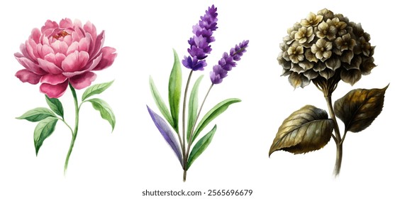 Floral watercolor illustrations, peony and lavender, botanical art, vibrant colors, nature-inspired design, decorative elements.