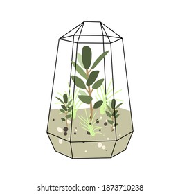 Florarium, glass vase. Succulent plants and cactuses in geometric glass pot. Garden in bottle, diy geometric terrarium, mini ecosystem. Vector flat cartoon illustration
