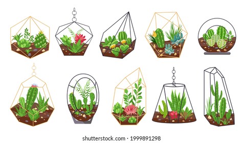 Florarium plants. Tropical cactus, flowers and succulents in geometric glass terrariums. Botanical interior. Mini gardens vector set. Florarium succulent cactus, plant summer botanical illustraton