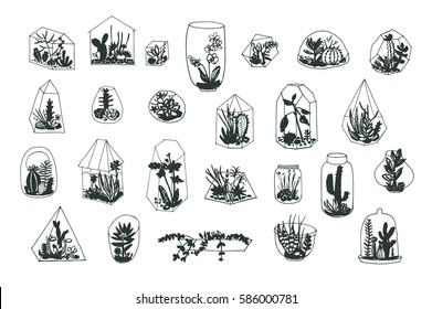 Florarium with succulents vector illustrations set.