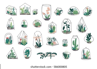 Florarium with succulents vector illustrations set.