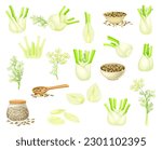 Florence Fennel or Finocchio with Swollen, Bulb-like Stem and Small Fruits Big Vector Set