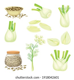 Florence Fennel or Finocchio with Swollen, Bulb-like Stem and Small Fruits Vector Set