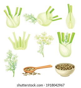 Florence Fennel or Finocchio with Swollen, Bulb-like Stem and Small Fruits Vector Set