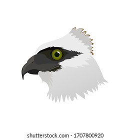 Flores hawk-eagle bird is a critically endangered animal.