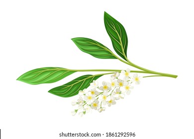 Florescent of Flower Branch with Lush Petals and Green Leaves Vector Illustration