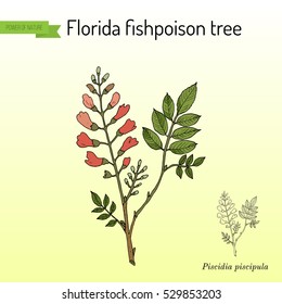 Florida fishpoison tree, or Jamaican dogwood, or fishfuddle (Piscidia piscipula), tropical tree. Hand drawn botanical vector illustration