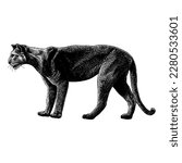 Florida Panther hand drawing vector isolated on white background.