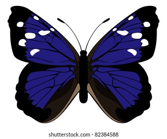Florida Purplewing on a white background