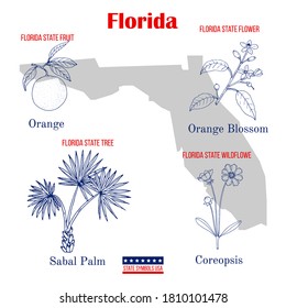 Florida. Set of USA official state symbols. Vector hand drawn illustration