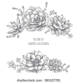 Floristic Composition Of Succulents. Succulent Drawing On White Background.