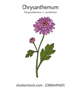 Florists daisy, or hardy garden mum (Chrysanthemum × morifolium), medicinal and ornamental plant. Hand drawn botanical vector illustration