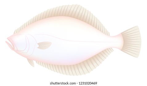 The flounder (back side), isolated on the white background.