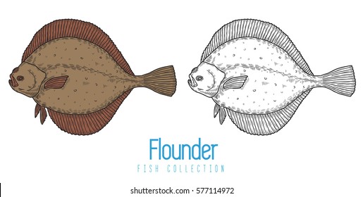 Flounder drawing on white background. Hand drawn outline seafood illustration. Suitable for graphic and packaging design, educational examples, web, etc.