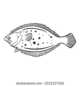 Flounder fish hand drawn. Black and white. Beautiful flatfish drawing on white background. Vector illustration.