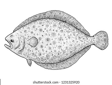 Flounder, flatfish illustration, drawing, engraving, ink, line art, vector