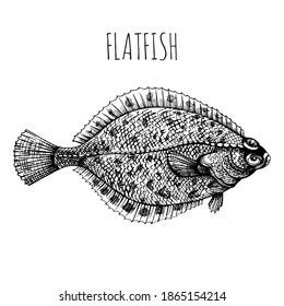 Flunder, Plattfisch, Scholle. Seefisch. Handgezeichnete Skizze, Vektorgrafik. Vintage-Stil. Fisch und Meeresfrüchte.
