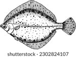 Flounder hand drawn fish  illustration.