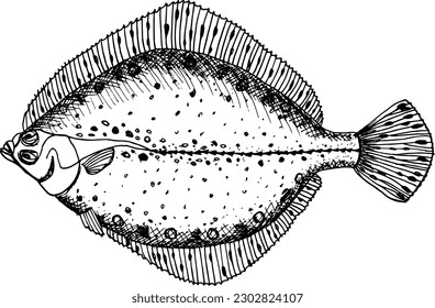 Flounder hand drawn fish  illustration.