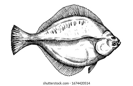 Flunder. Handgezeichneter Fisch einzeln auf Weiß. Vektorillustration.