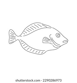 Flounder. Hand drawn fish isolated on white. Vector illustration.