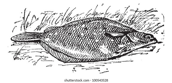 Flounder or Limanda sp., vintage engraved illustration. Dictionary of Words and Things - Larive and Fleury - 1895